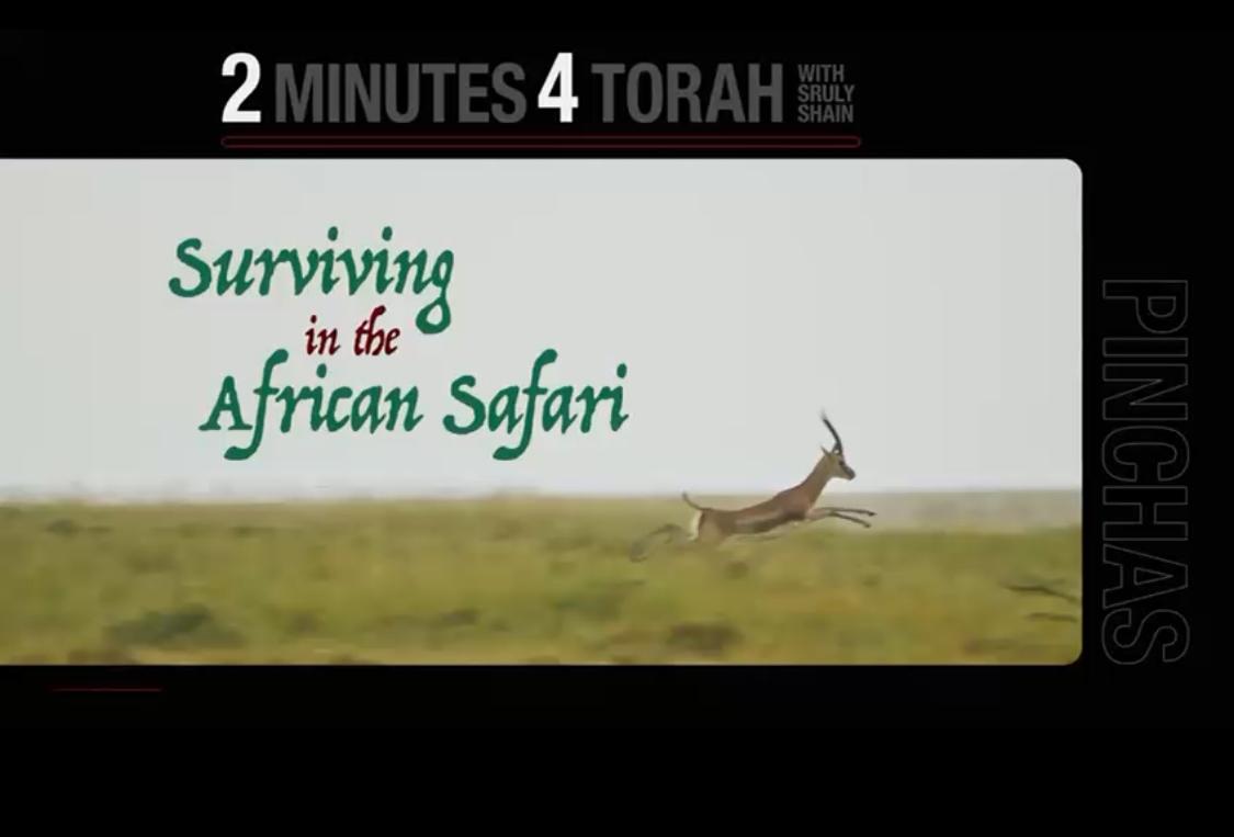 Parshas Pinchas: Surviving in the African Safari