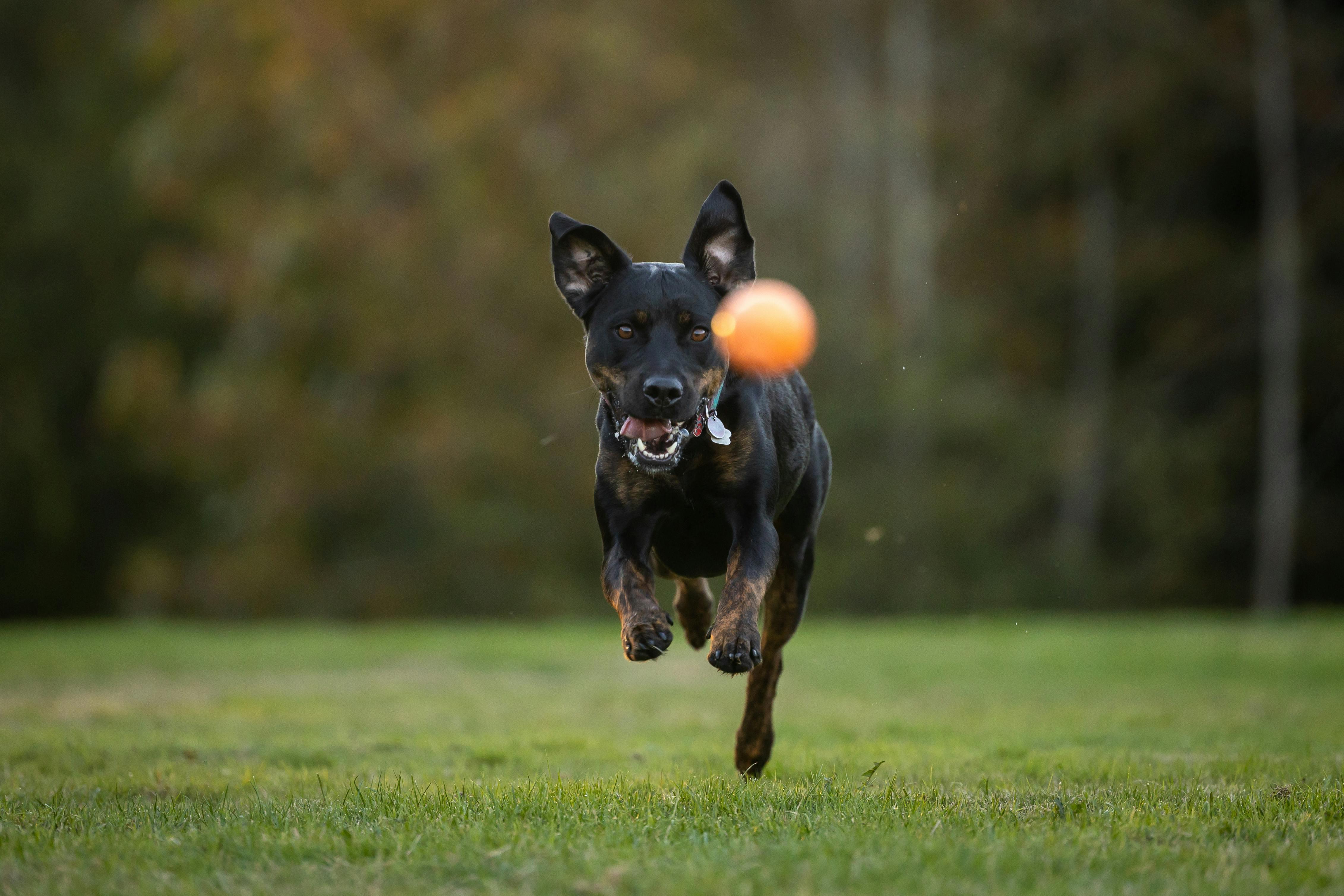 JUST BECAUSE SOMETHING IS CHASED DOESN'T MEAN IT'S WORTH CHASING 