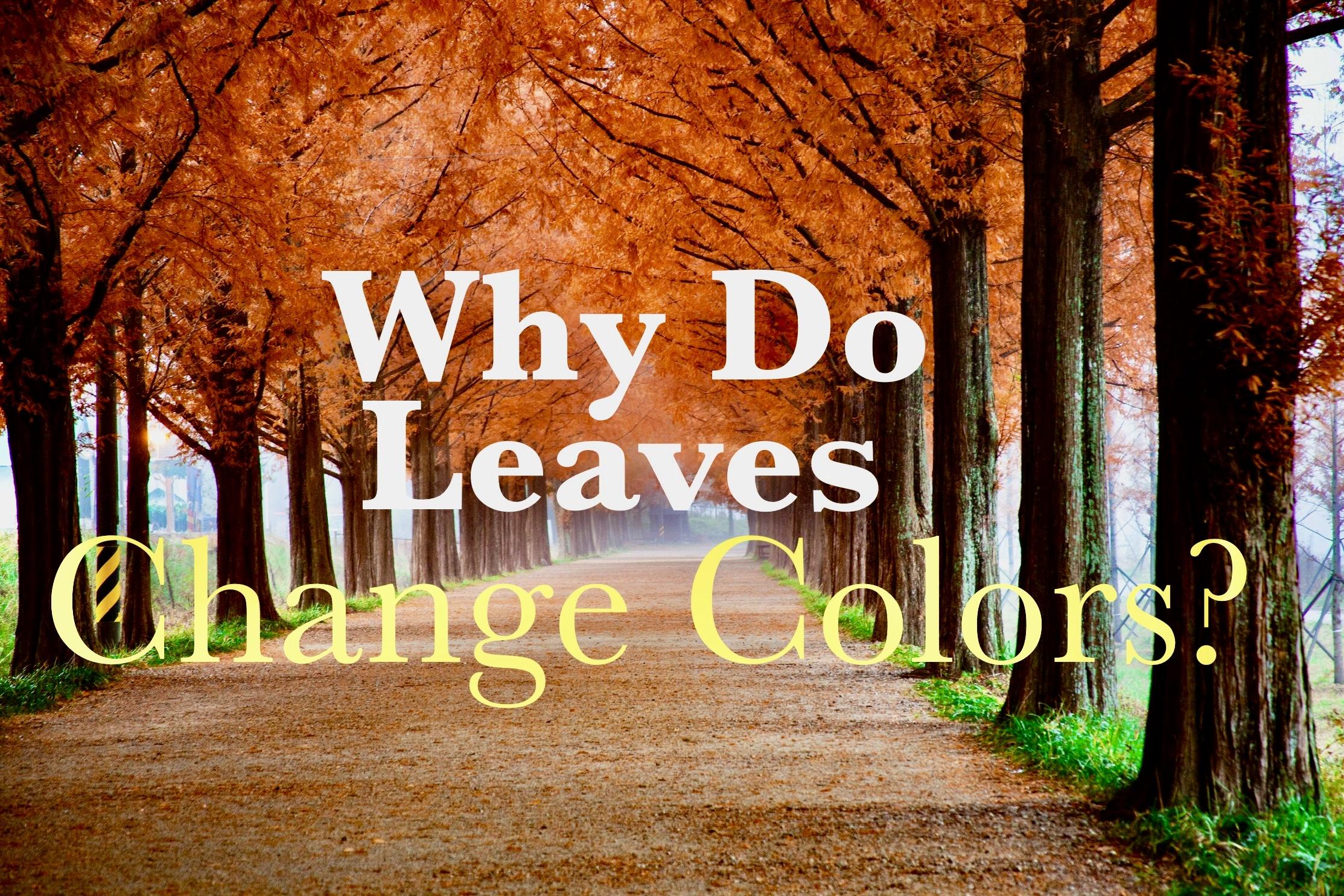 Why Do Leaves Change Color In The Fall? - Cheshvon On Fire