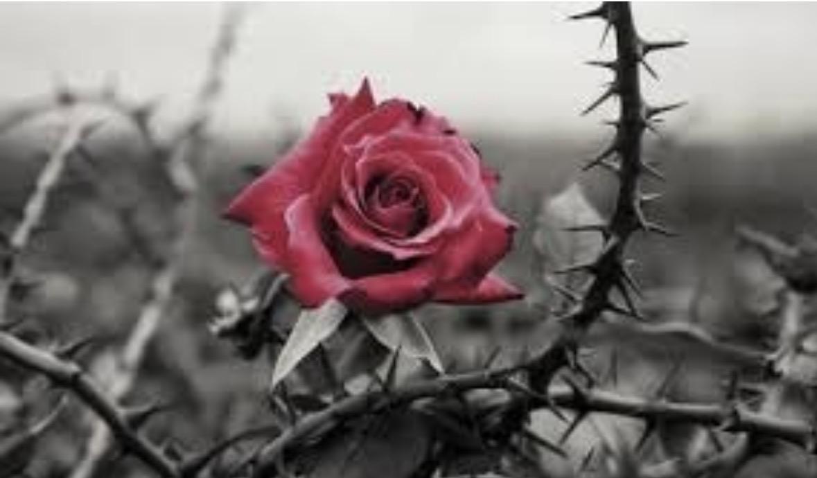 R' Yonoson Roodyn | Chanukah 2025 - The War Of The Roses 🌹