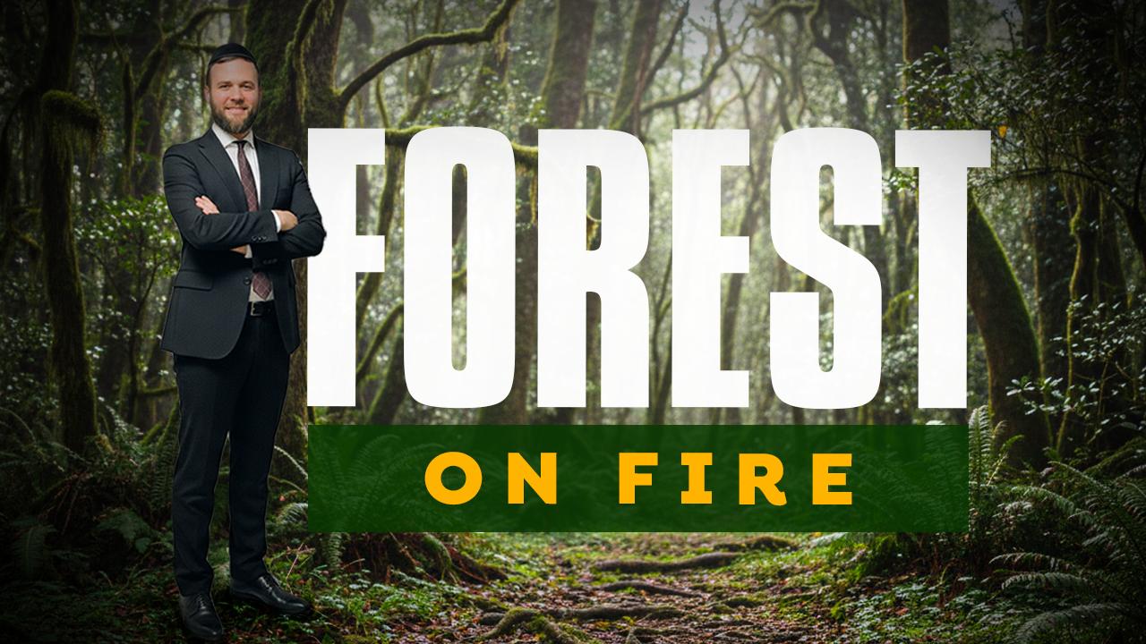 Forests On Fire