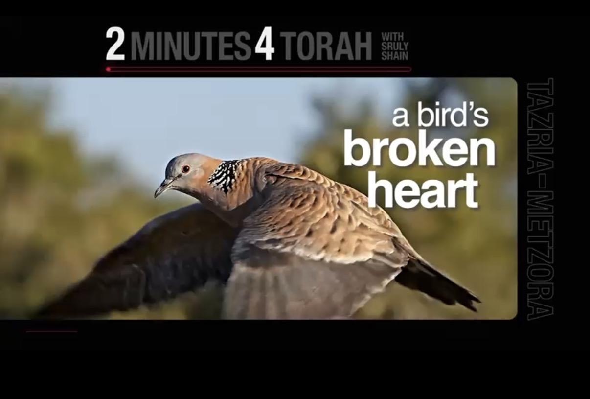 Tazria Metzora: A Bird’s Broken Heart